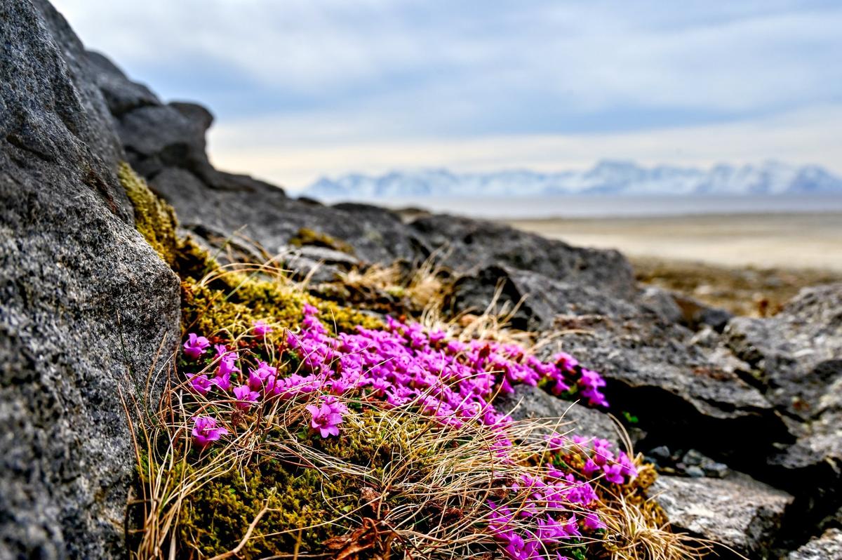 Bilde av rødsildre fra Sørøya i Finnmark.